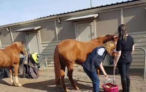 Equine program helping West Care clients take back the reins