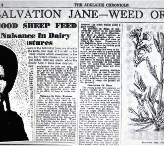 Salvation Jane, a flower by any other name