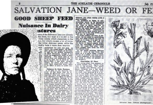 Salvation Jane, a flower by any other name