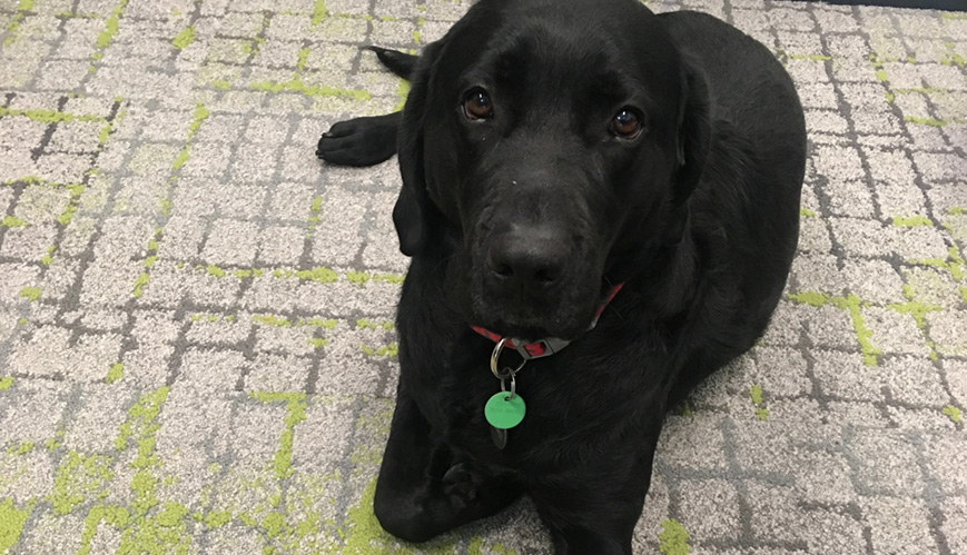 Benji the wonder dog a hit with Doorways clients 