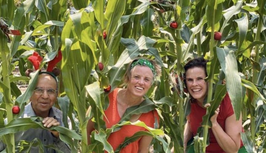 Bendigo program ripe to harvest