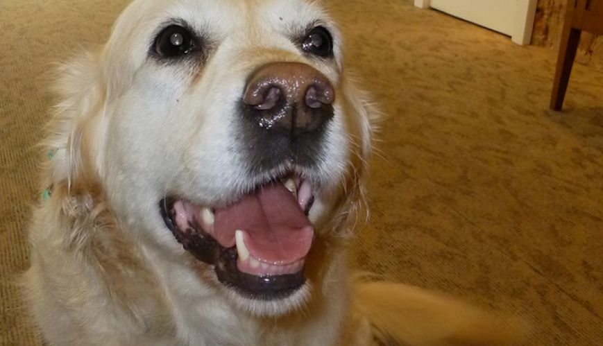 Dotti the dog brings joy to aged care residents