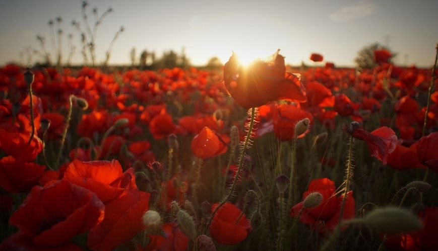 Choirgirl Caitlin to sing on the Western Front for Anzac Day