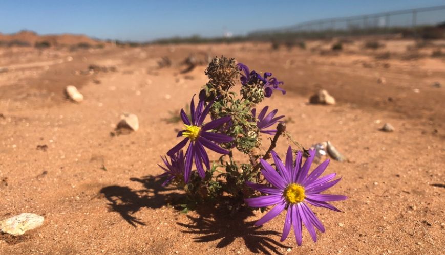 Book review: Flourishing in the Wilderness, by Alice Swain