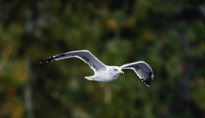 Soaring above the turmoil of life