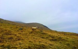 Parables getting lost in translation