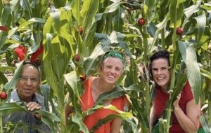 Bendigo program ripe to harvest