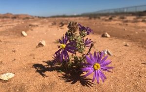 Book review: Flourishing in the Wilderness, by Alice Swain