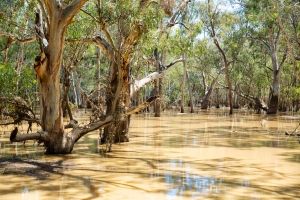 Eugowra floods