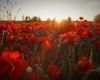 Choirgirl Caitlin to sing on the Western Front for Anzac Day