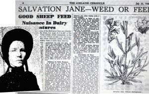 Salvation Jane, a flower by any other name