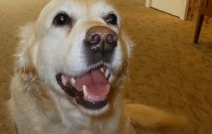 Dotti the dog brings joy to aged care residents